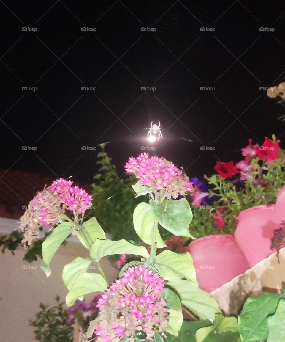 A spider making its web. picture taken at night and the luminious object at the back of the spider is actually moon.