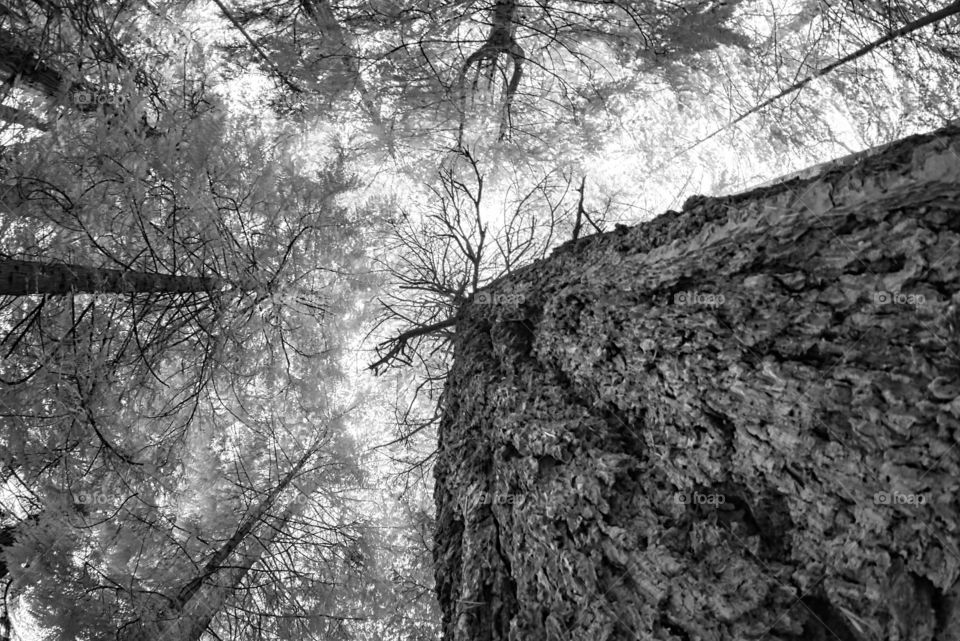 From the roots to the ends