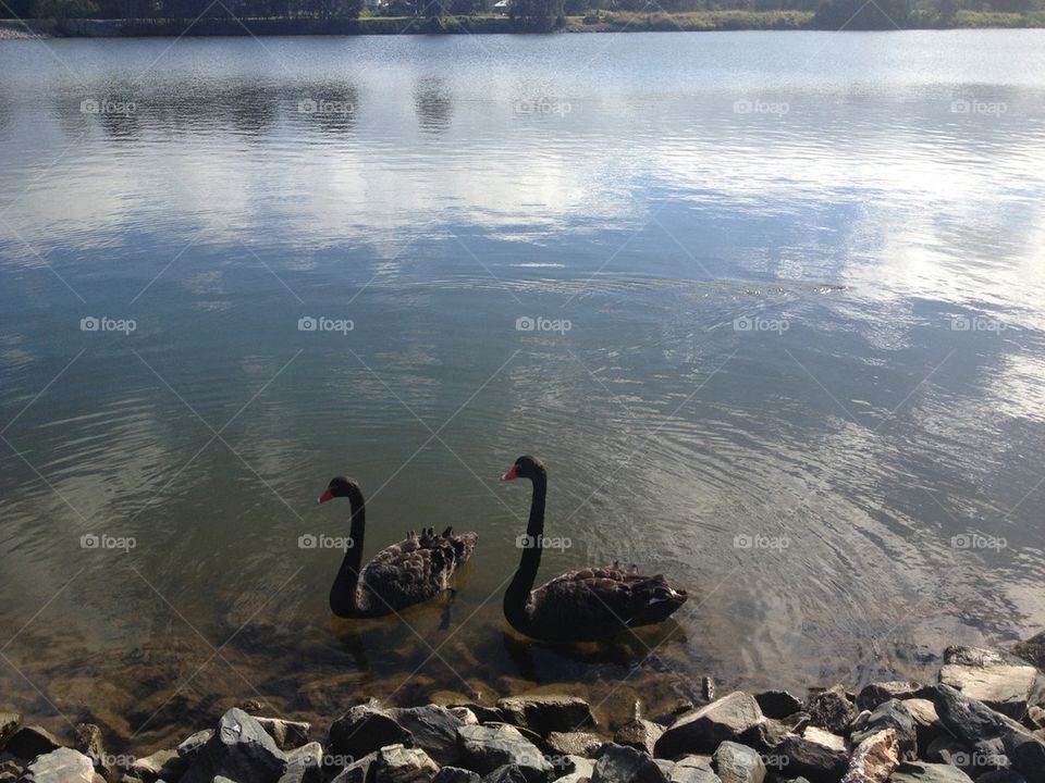 Black Swans on the Lake