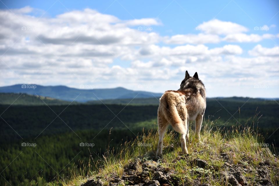 Richwood, the Siberian husky inspects the surroundings in the Ural Mountains. Bashkortostan. Russia