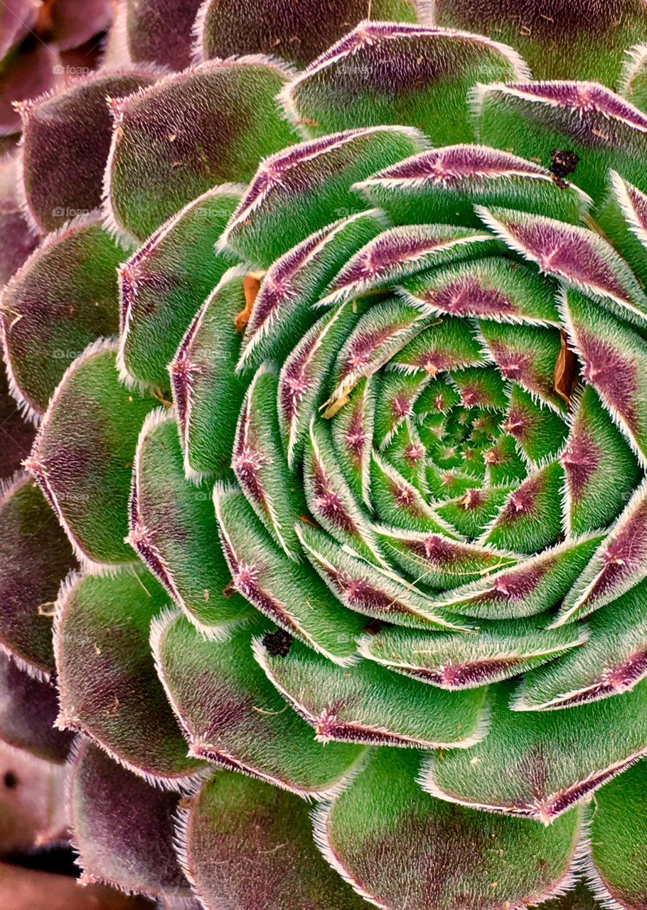 Succulent