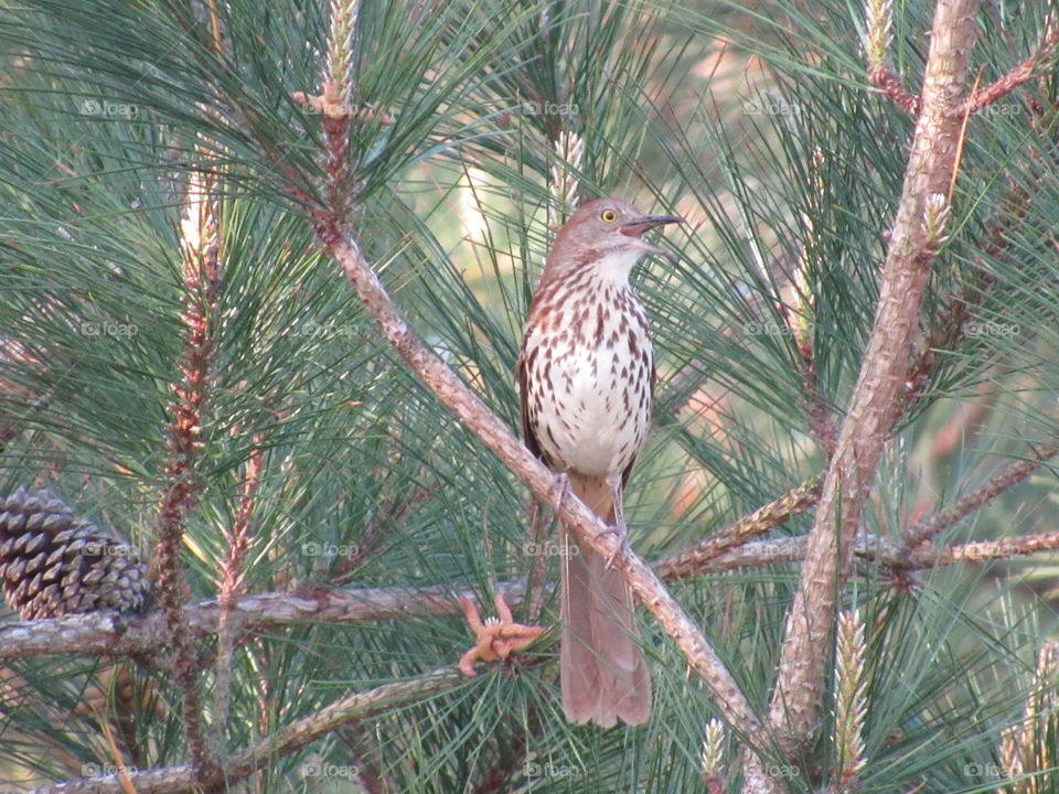 No Person, Bird, Tree, Nature, Wildlife