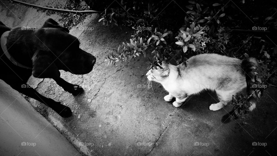 Sombrio. Cachorro e gato se estranhando.