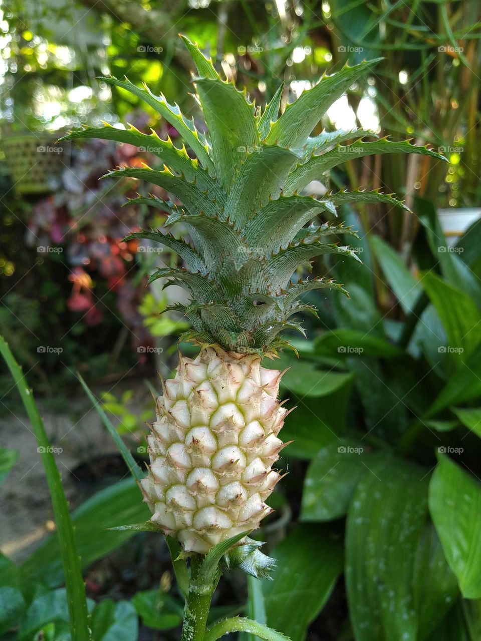 Beautiful Mini Pineapple Decorative Flowers