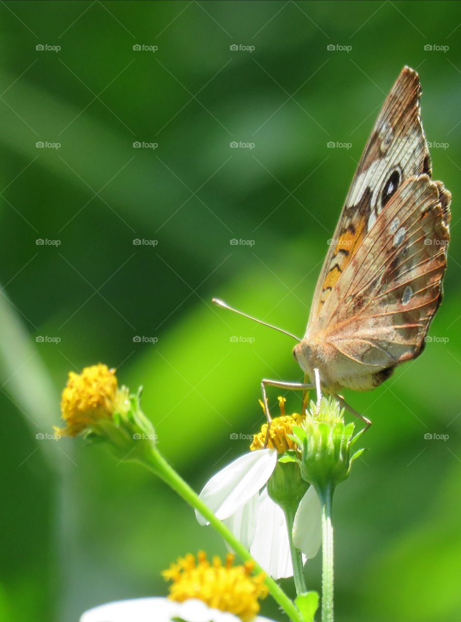 common buckeye