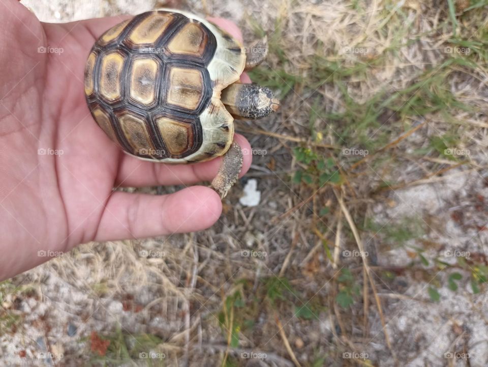 Baby tortoise