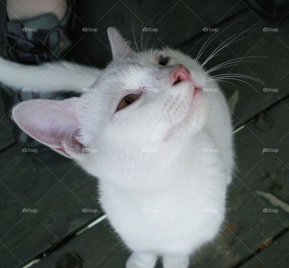 adorable white kitten face looking up at you like you're the only person in the world