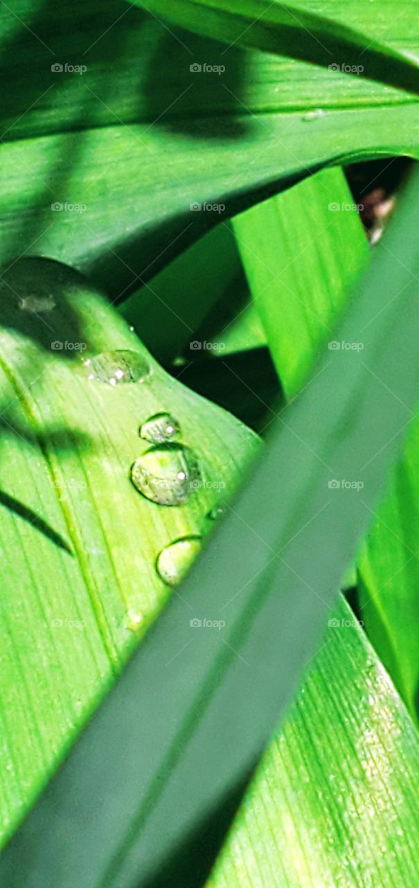 Rain drops on a wide leaf sparkling in sunshine after rain has stopped. It's on a plant leaf,  grass blade or even a husk blade.