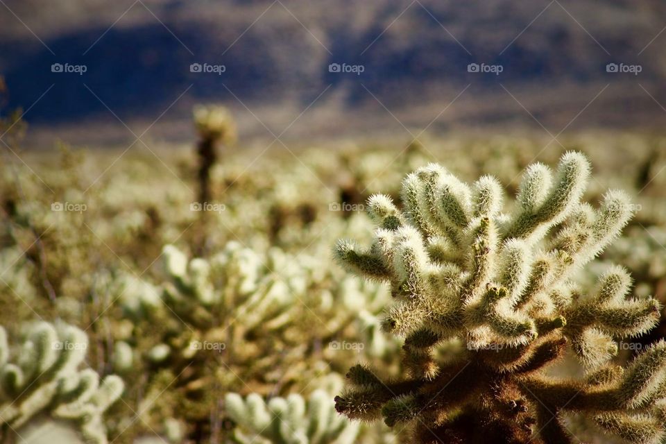 Jolla cactus garden at Joshua tree national park California 