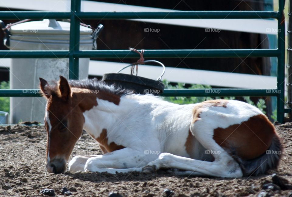 Paint Filly. Adorable Paint Filly