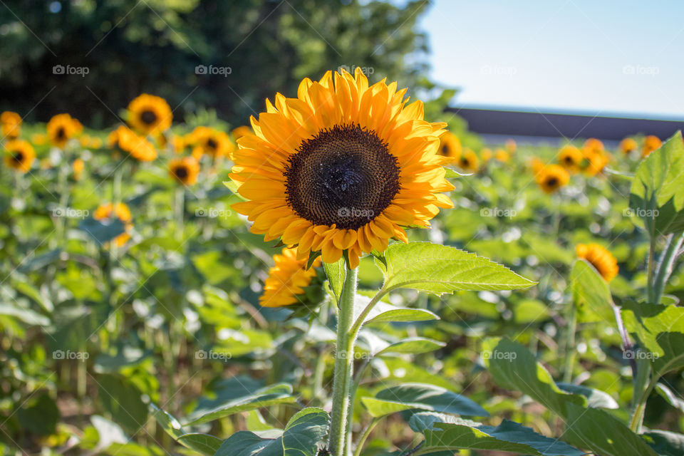 Sunflowers In a field 