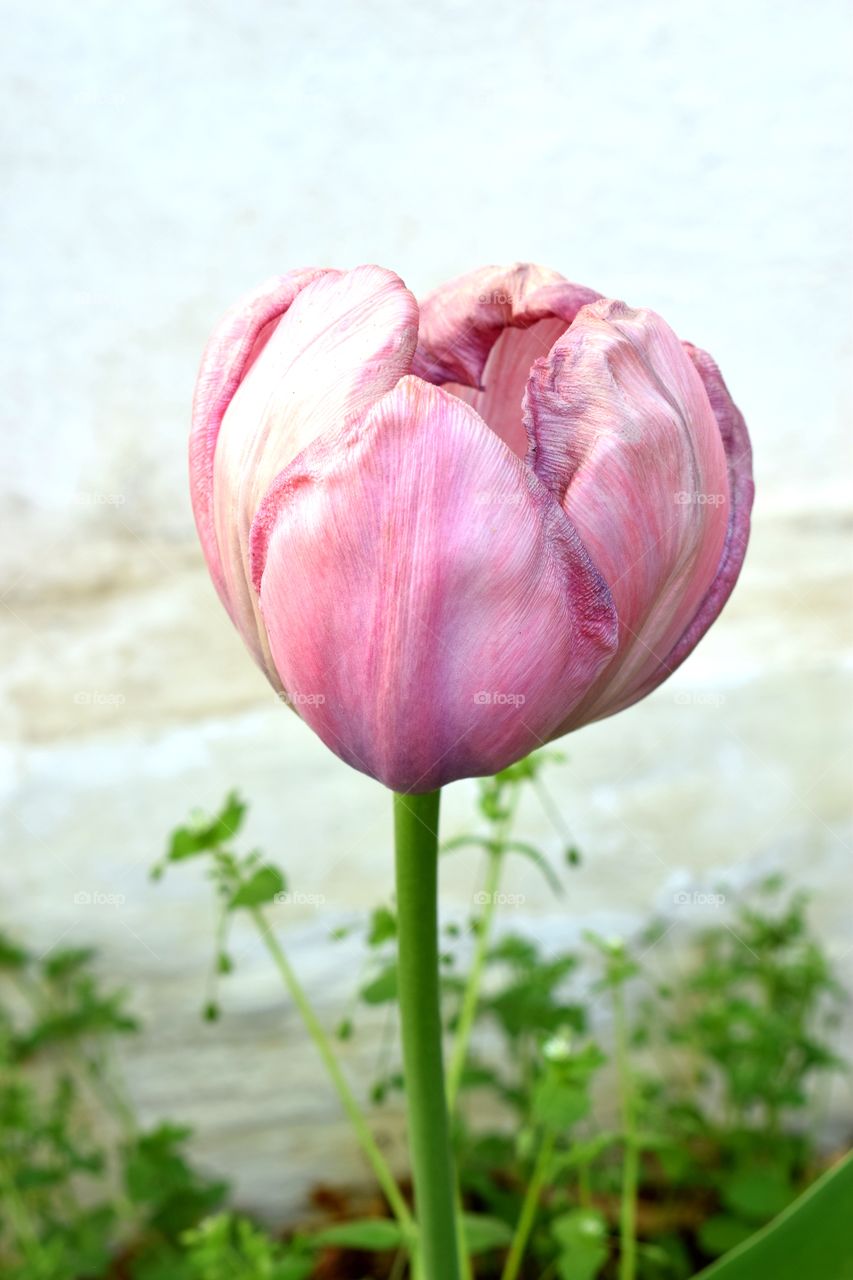 Pink tulip 