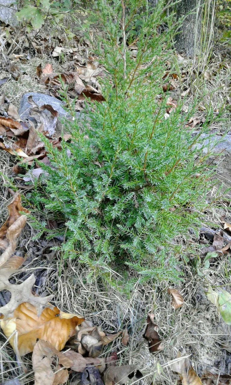 Little Pine Tree