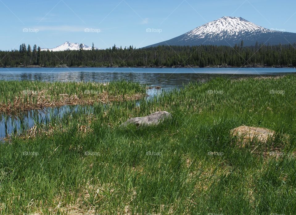 Reeds along the shoreline of Big Lava Lake with Mt. Bachelor in the background on a sunny summer day 