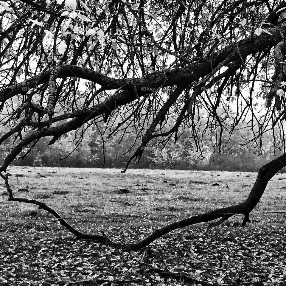 The trees loose their leaves as I loose my hair...autumn is a reminder of finit existence...or having less future then past...