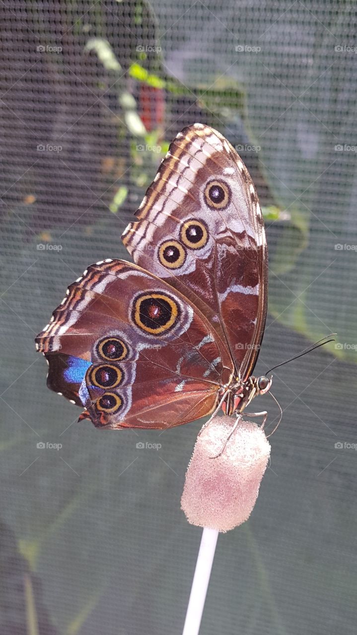 Broken Butterfly in captivity