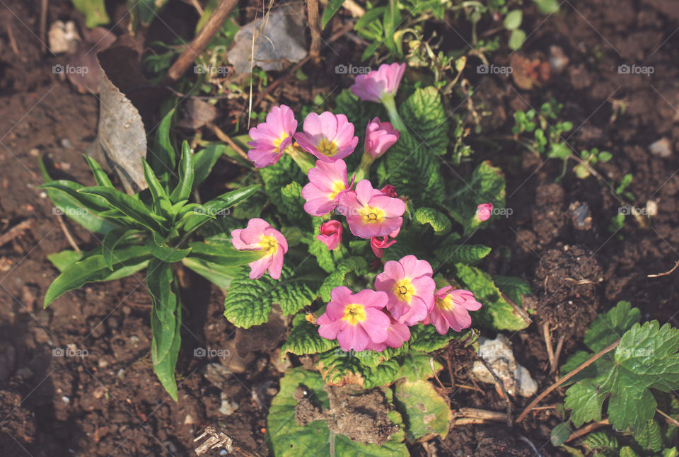 Pink, spring flowers in the garden