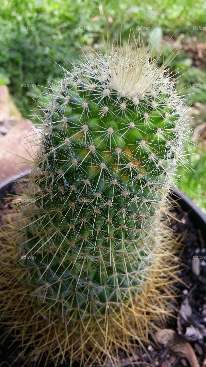 Cactus, Succulent, Sharp, Desert, Spine