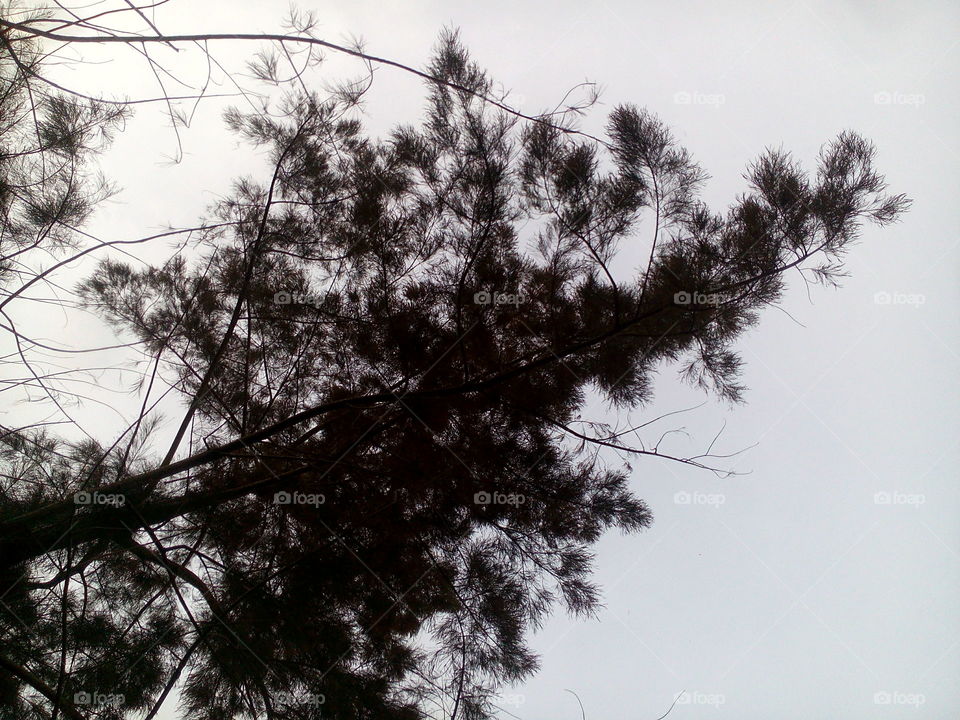 Pine tree canopy.