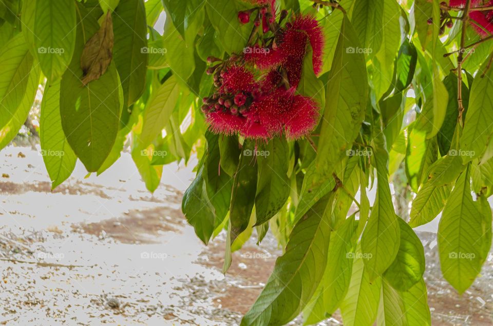 Otaheite Apple Blossoms