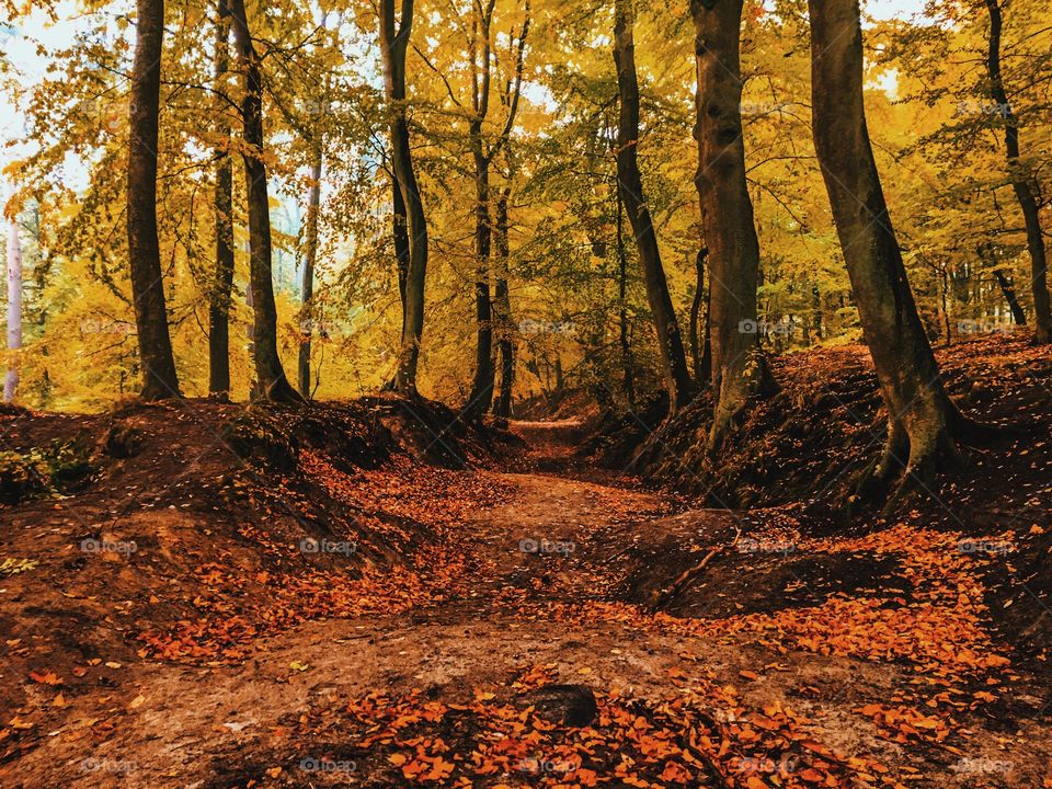 Autumn trees in forest