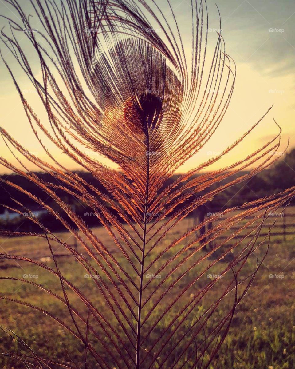 The sun setting through a feather of the worlds most beautiful bird! 