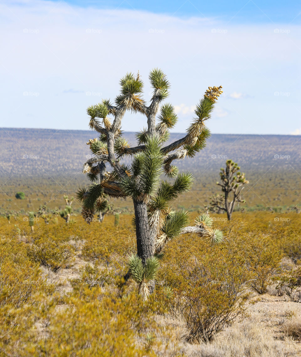 Joshua tree