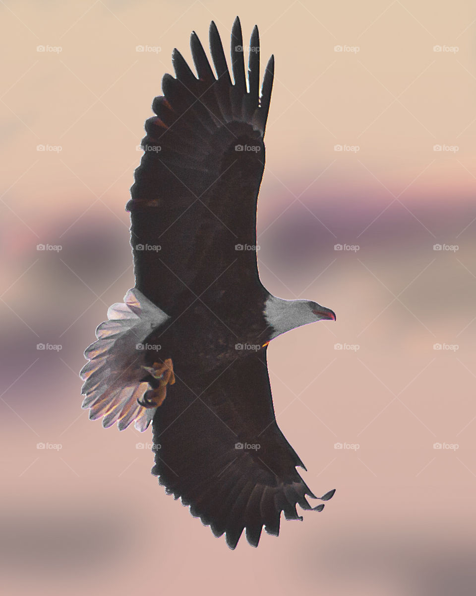 Eagle Against Morning Sky
