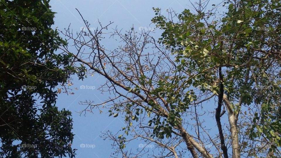 Beautiful scenery of leaf slabs from trees in the fall season.