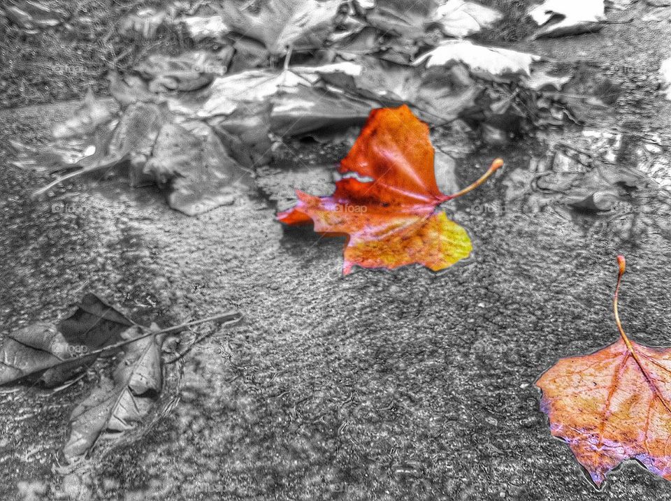 A splash of colour - leaves