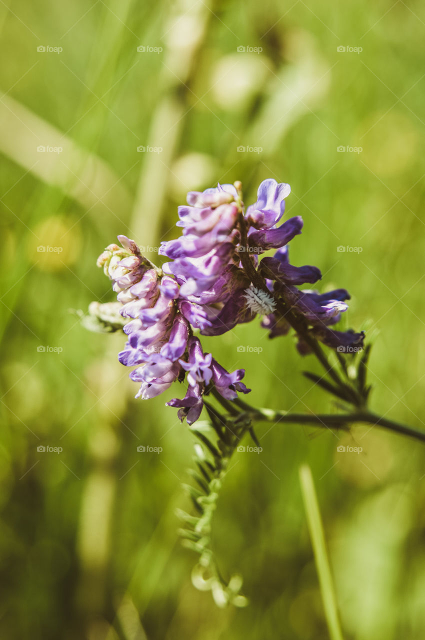 Flowers are the decoration of the earth. Flowers are the decoration of summer. Without flowers, earthly life would lose its charm altogether. Flowers are the smiles of the sun...