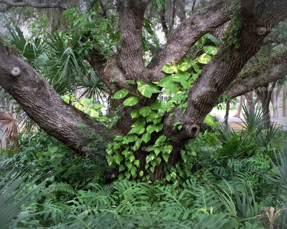 The old oak tree. Oak tree