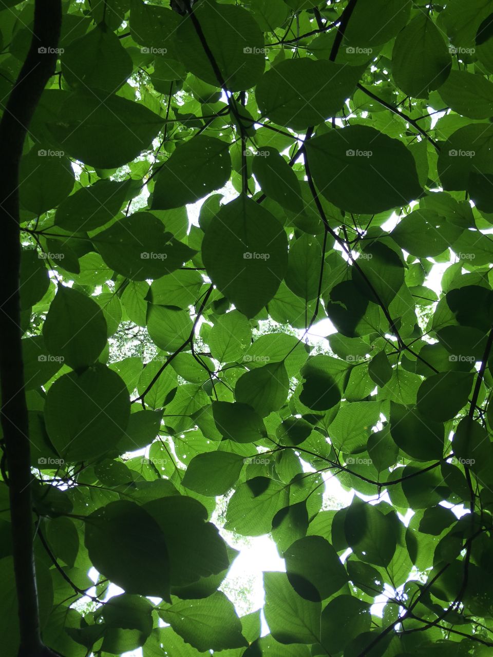 Canopy of Leaves. Leaves in the sunlight