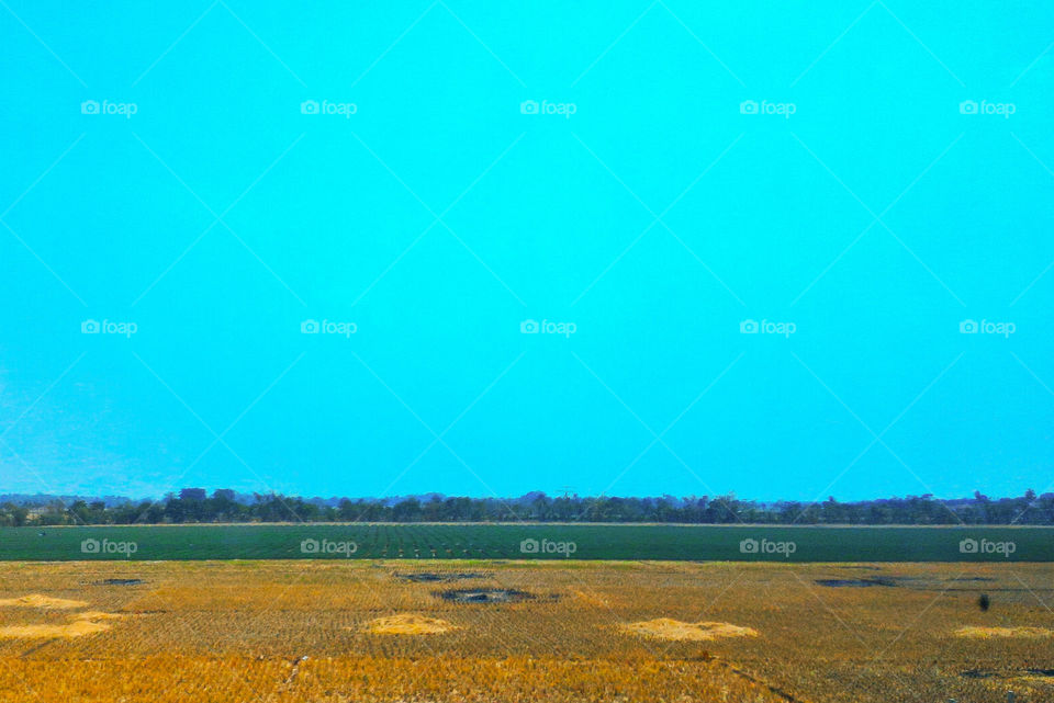 The farm vegetation