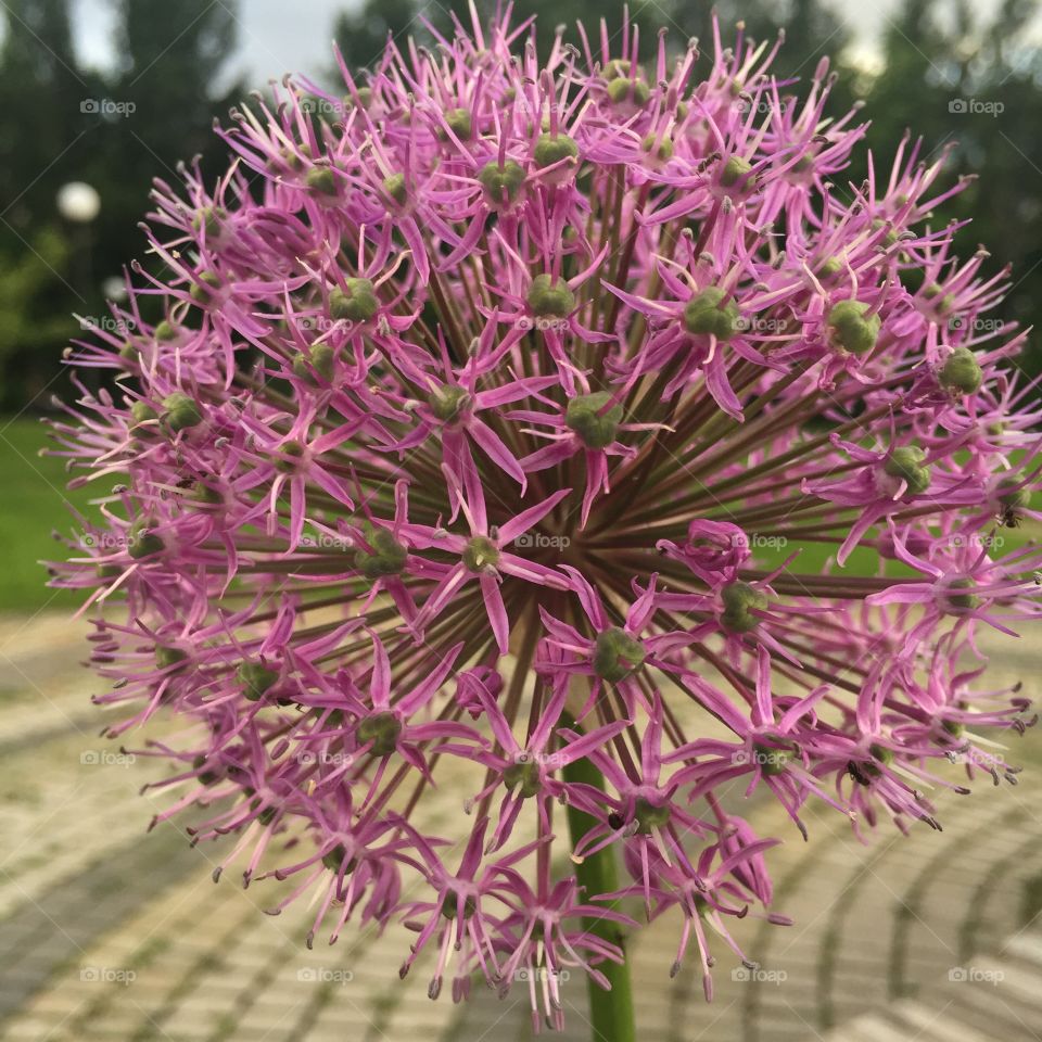 Onion flower. Onion flower