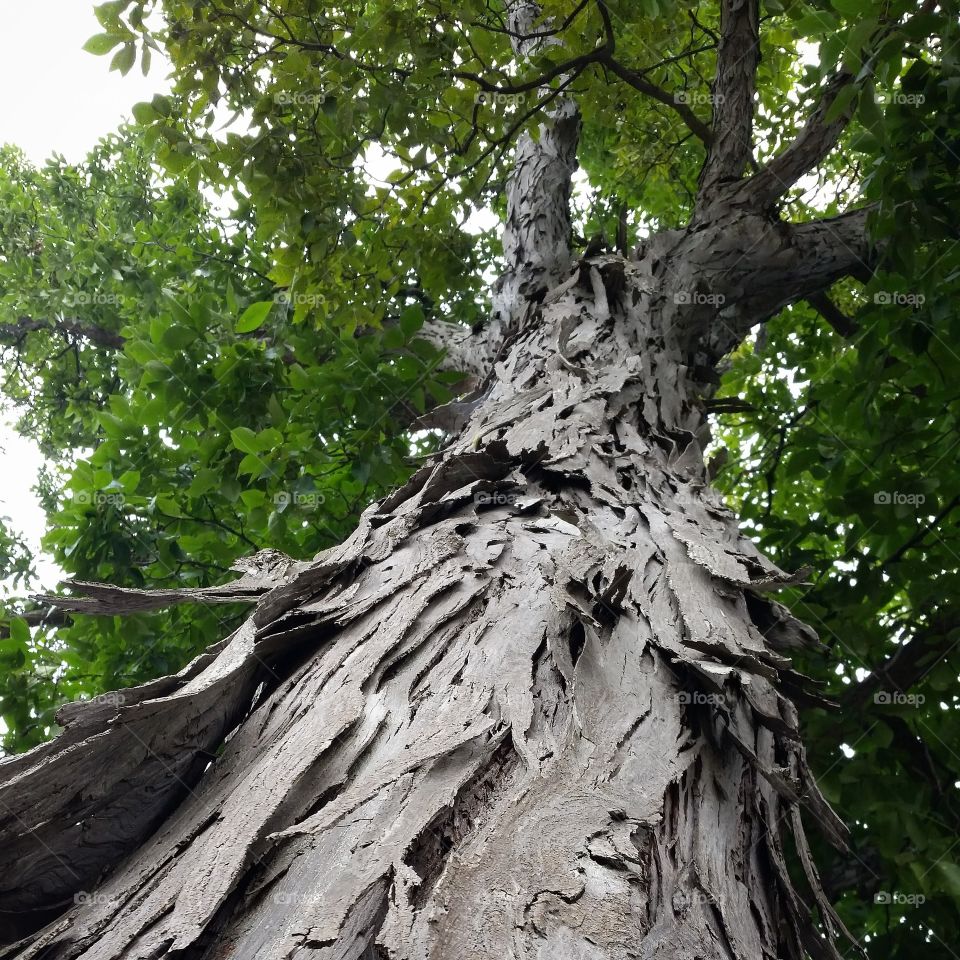 Tree View