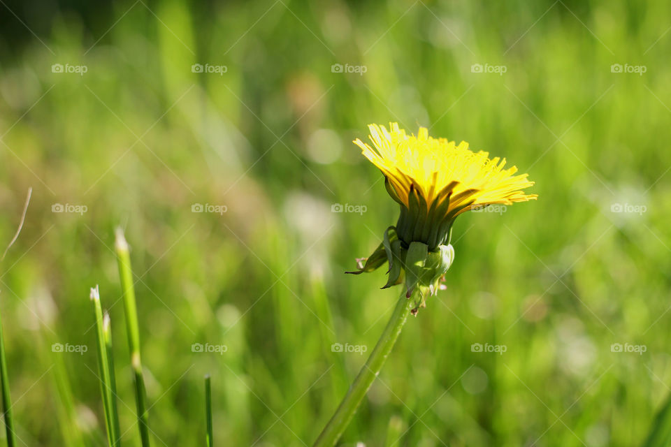 Dandelion, flower, vegetation, plants, meadow, meadow, village, sun, summer, heat, nature, landscape, still life, yellow, white, beautiful, furry,