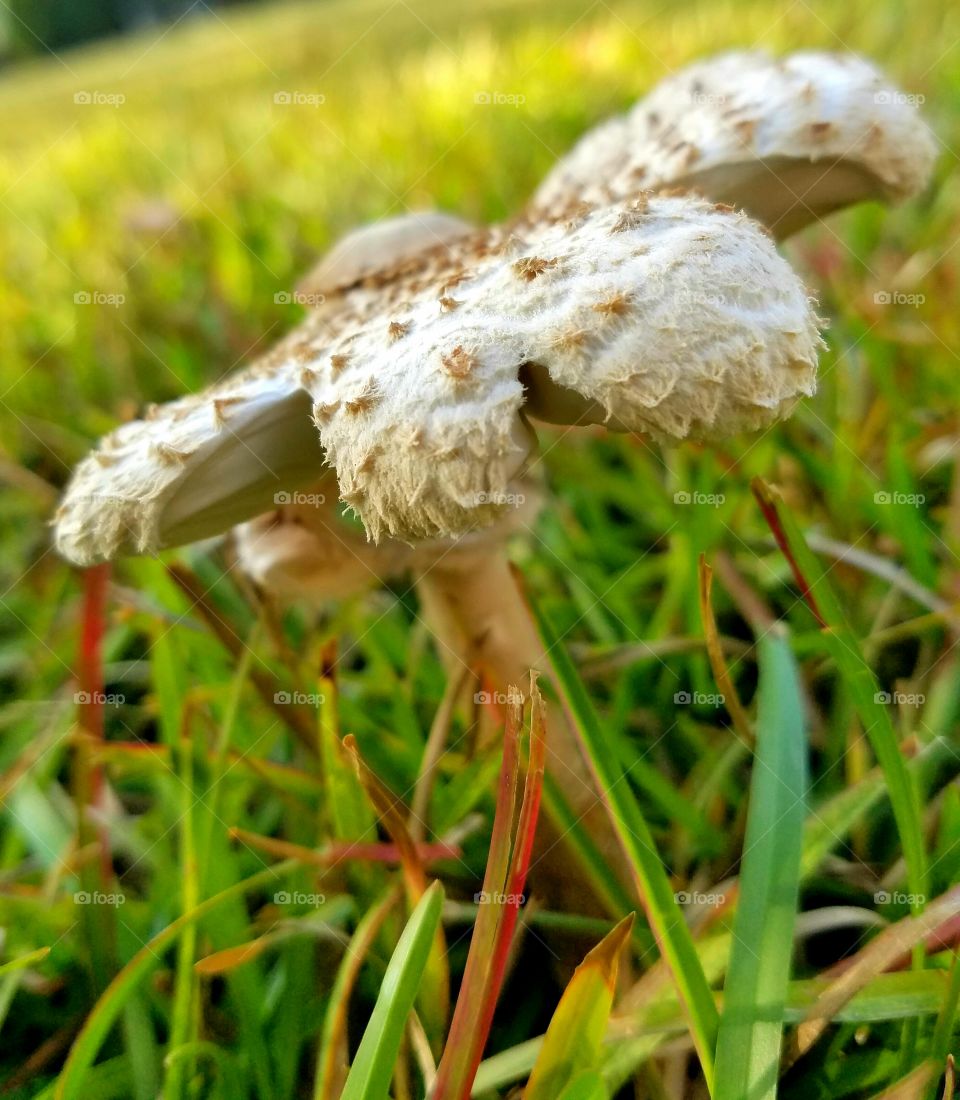 Mushroom's metamorphosis into a flower