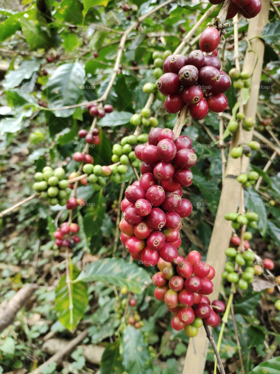 Coffee Cherries before harvest