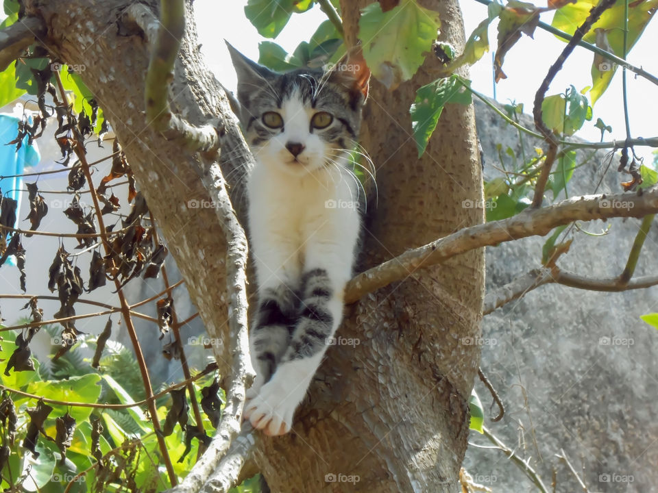 Cat Hangout