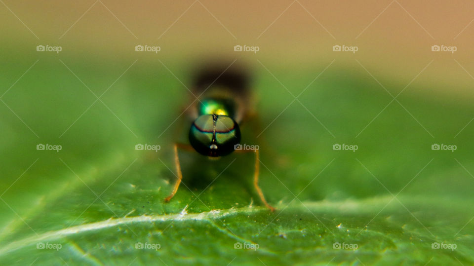 A story of a simple creature who is looking my lens with his beautiful eyes... #macro