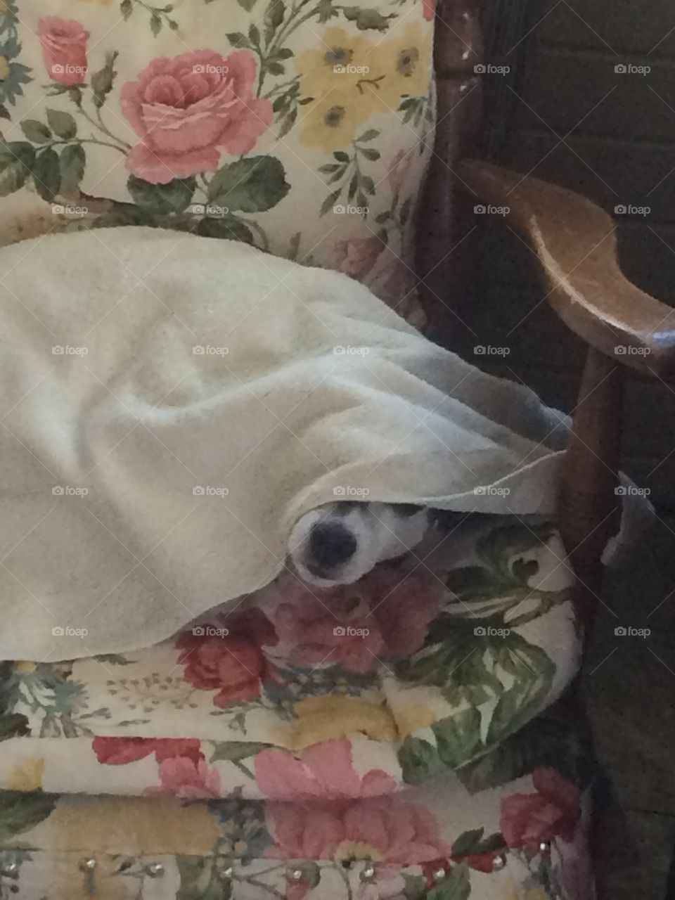 Coco under a blanket
