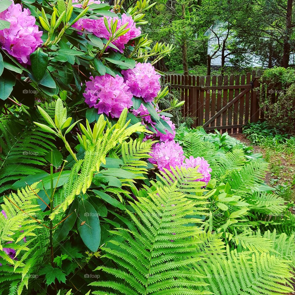 Greenery and flowers highlight a backyard garden path.