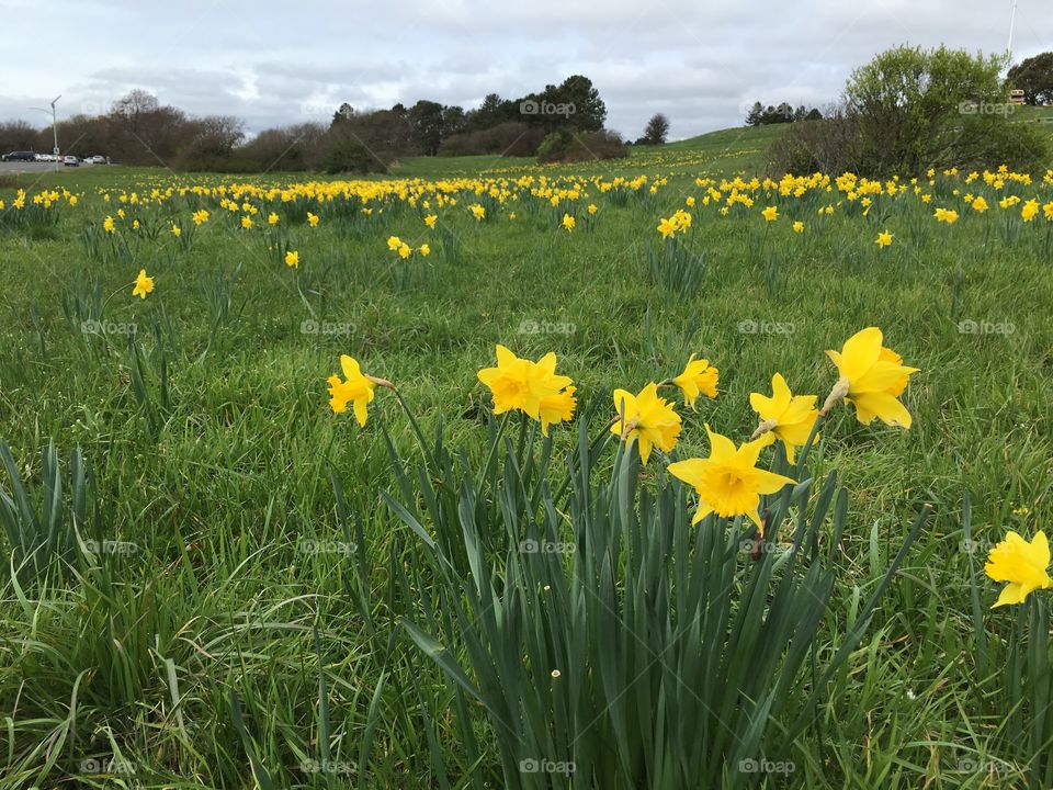 Yellow field of daffodils 