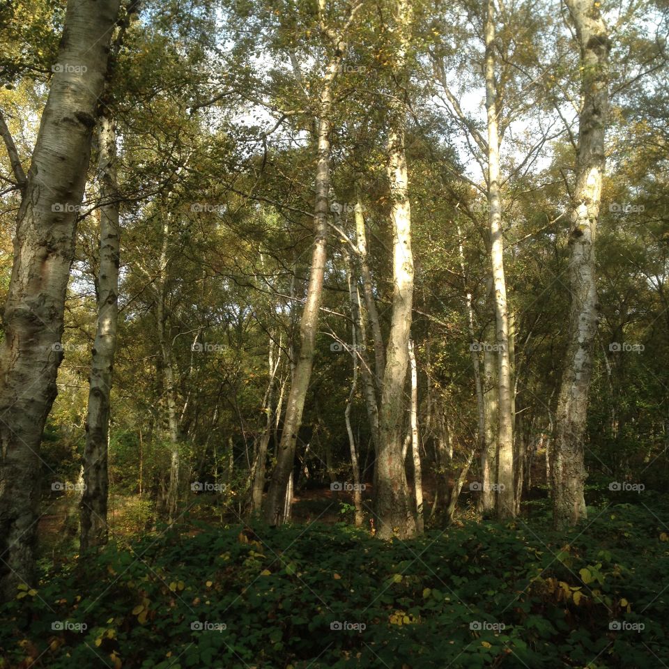 Sunlit forest