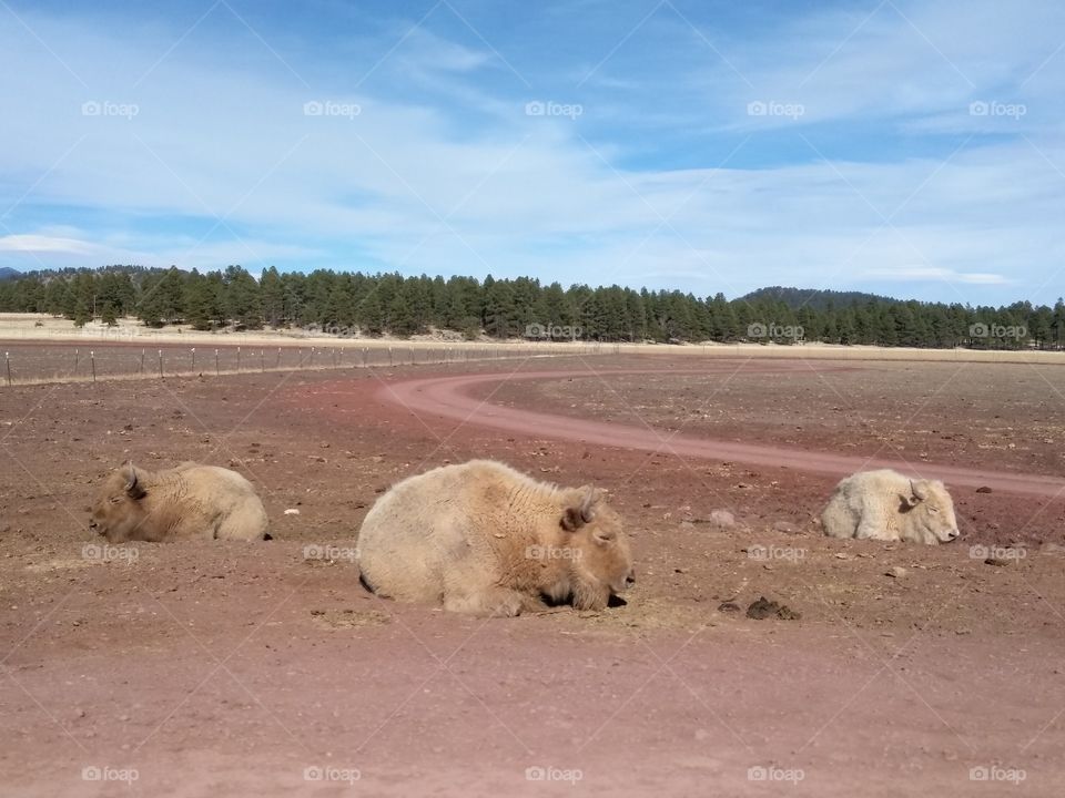 sleeping buffalos
