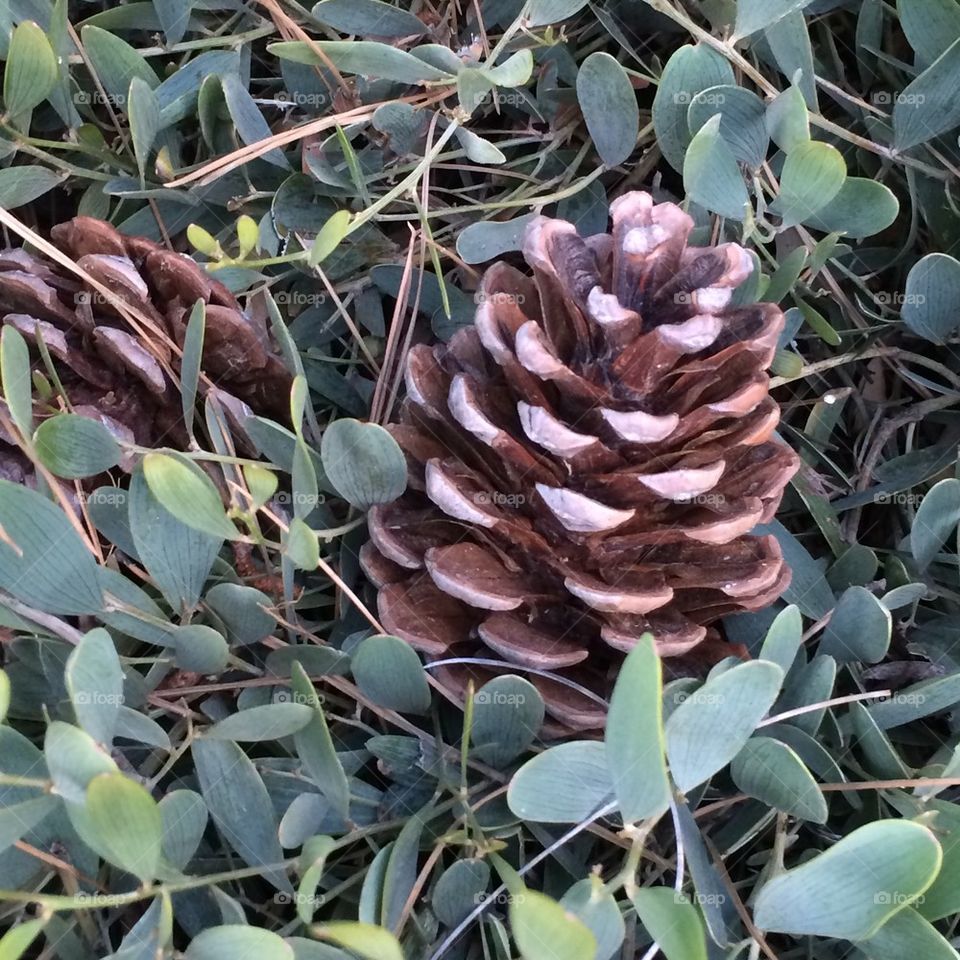 Pine cones on ground