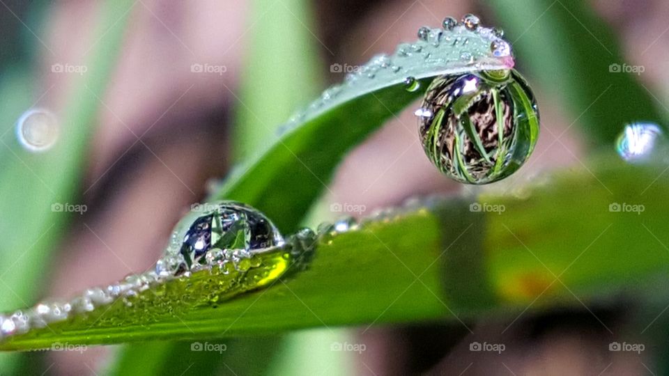 Morning dew on the grass.