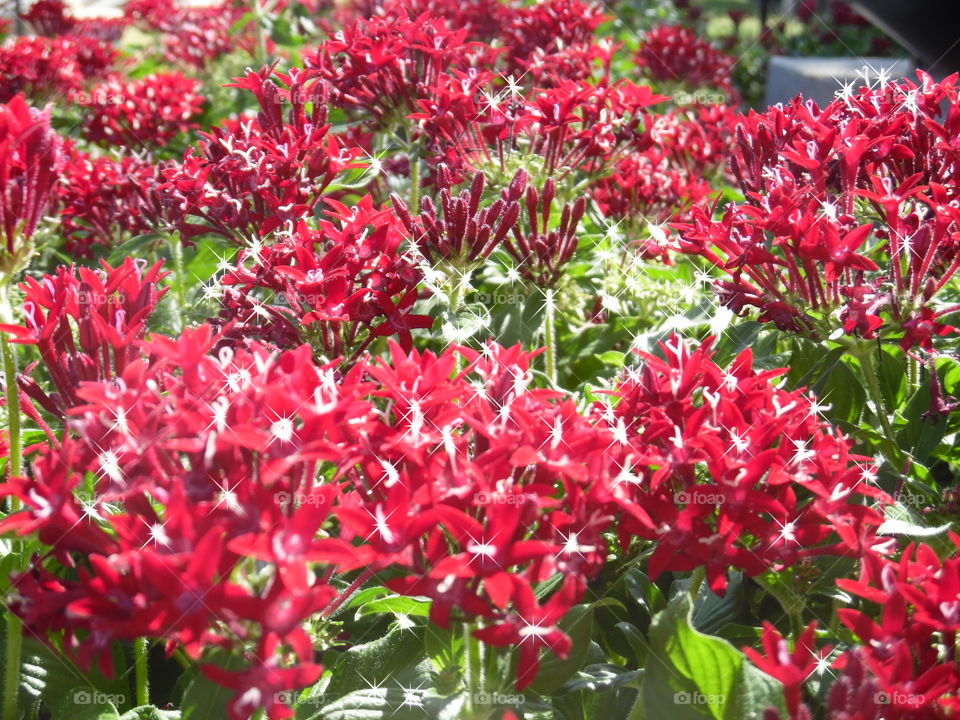 red flower 🌸. This is a picture of some flowers out in front of the local library... 👣 🚶 🏃 🔥 💨