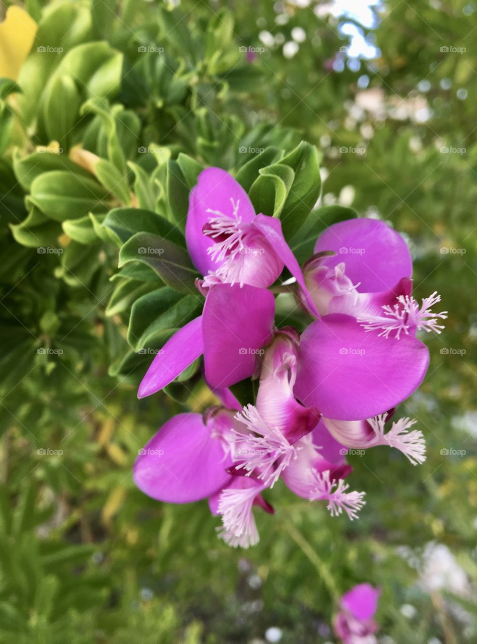 Close up of pink flowers with original shapes